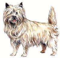 Cairn-Terrier