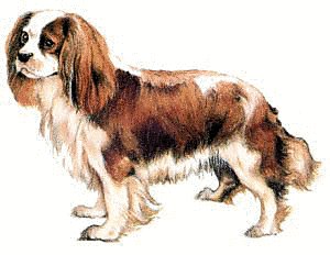 Cavalier-King-Charles-Spaniel