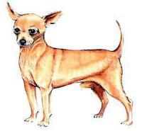 Chihuahua