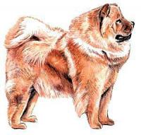 Chow-Chow