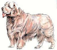 Clumber-Spaniel