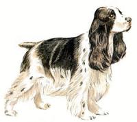 Cocker-Spaniel