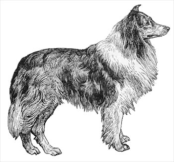 collie