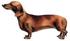 Dachshund