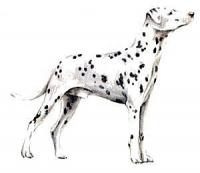 Dalmatian