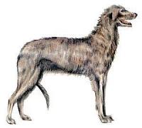 Deerhound