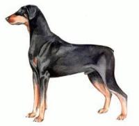 Doberman-Pinscher