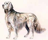 English-Setter