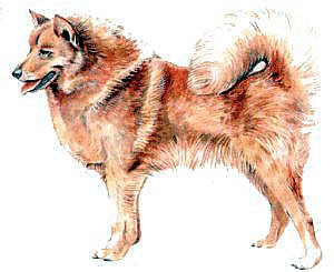 Finnish-Spitz