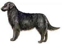 Flat-Coated-Retriever