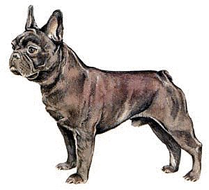 French-Bulldog