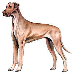 Great-Dane