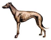 Greyhound