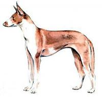 Ibizan-Hound