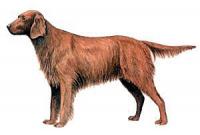 Irish-Setter