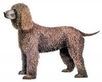 Irish-Water-Spaniel