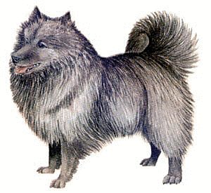 Keeshond