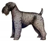 Kerry-Blue-Terrier