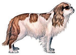 King-Charles-Spaniel