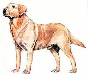 Labrador-Retriever