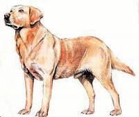 Labrador-Retriever