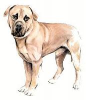 Mastiff