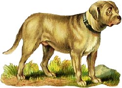 mastiff-1