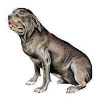 Neapolitan-Mastiff