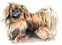 Pekingese