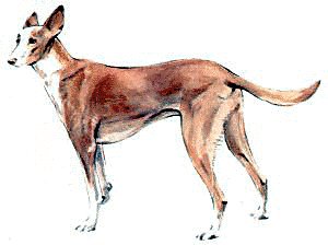 Pharaoh-Hound