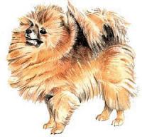 Pomeranian