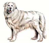 Pyrenean-Mountain-Dog