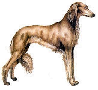 Saluki