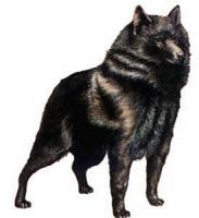 Schipperke