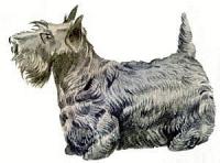 Scotch-Terrier