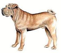 Shar-Pei