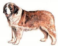 St-Bernard