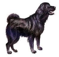 Tibetan-Mastiff