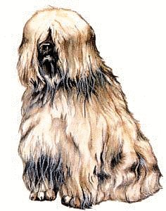 Tibetan-Terrier