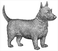 terrier-(scottish)