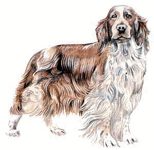 Welsh-Springer-Spaniel