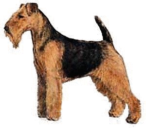 Welsh-Terrier