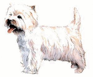 West-Highland-White-terrier