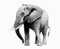 elephant-basic