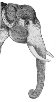 elephant-side