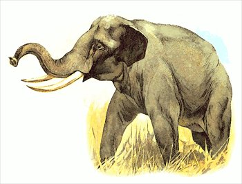 elephant