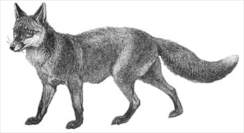 fox-1