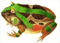 horned-frog-female