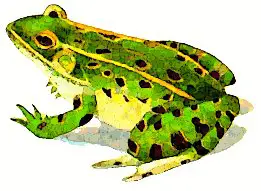 leopard-frog