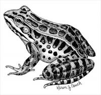 pickerel-frog
